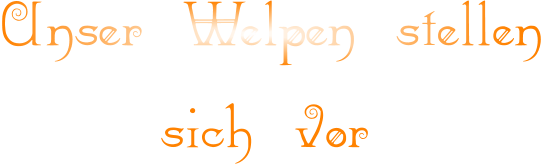 Unser Welpen stellen     sich vor
