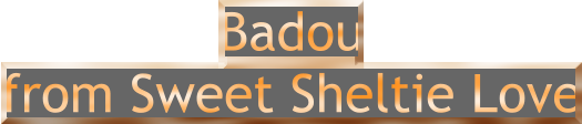 Badou from Sweet Sheltie Love
