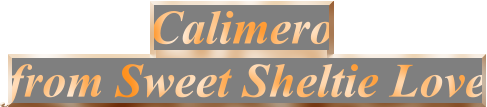 Calimero from Sweet Sheltie Love