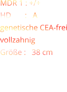 MDR 1 : +/+ HD       :   A genetische CEA-frei vollzahnig Größe :   38 cm