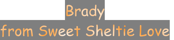 Brady  from Sweet Sheltie Love