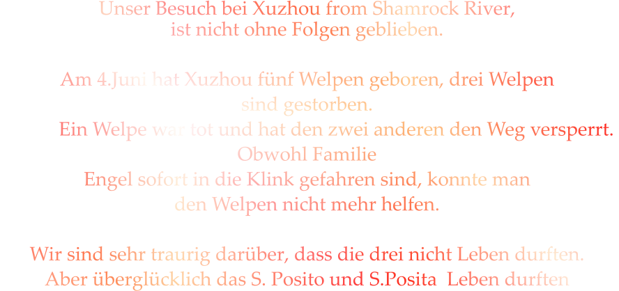 Unser Besuch bei Xuzhou from Shamrock River, ist nicht ohne Folgen geblieben.  Am 4.Juni hat Xuzhou fünf Welpen geboren, drei Welpen sind gestorben.             Ein Welpe war tot und hat den zwei anderen den Weg versperrt.  Obwohl Familie Engel sofort in die Klink gefahren sind, konnte man  den Welpen nicht mehr helfen.  Wir sind sehr traurig darüber, dass die drei nicht Leben durften. Aber überglücklich das S. Posito und S.Posita  Leben durften