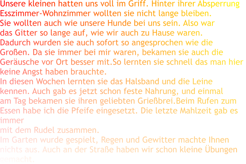 Unsere kleinen hatten uns voll im Griff. Hinter ihrer Absperrung Esszimmer-Wohnzimmer wollten sie nicht lange bleiben. Sie wollten auch wie unsere Hunde bei uns sein. Also war das Gitter so lange auf, wie wir auch zu Hause waren. Dadurch wurden sie auch sofort so angesprochen wie die Großen. Da sie immer bei mir waren, bekamen sie auch die Geräusche vor Ort besser mit.So lernten sie schnell das man hier  keine Angst haben brauchte. In diesen Wochen lernten sie das Halsband und die Leine kennen. Auch gab es jetzt schon feste Nahrung, und einmal am Tag bekamen sie ihren geliebten Grießbrei.Beim Rufen zum  Essen habe ich die Pfeife eingesetzt. Die letzte Mahlzeit gab es immer  mit dem Rudel zusammen. Im Garten wurde gespielt, Regen und Gewitter machte Ihnen nichts aus. Auch an der Straße haben wir schon kleine Übungen gemacht.