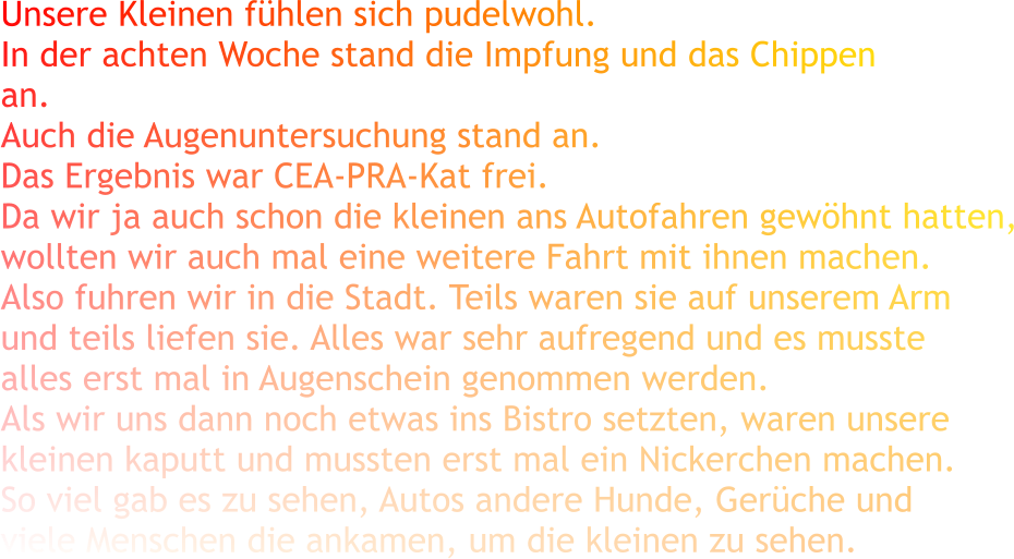 Unsere Kleinen fühlen sich pudelwohl. In der achten Woche stand die Impfung und das Chippen an. Auch die Augenuntersuchung stand an. Das Ergebnis war CEA-PRA-Kat frei. Da wir ja auch schon die kleinen ans Autofahren gewöhnt hatten, wollten wir auch mal eine weitere Fahrt mit ihnen machen. Also fuhren wir in die Stadt. Teils waren sie auf unserem Arm und teils liefen sie. Alles war sehr aufregend und es musste  alles erst mal in Augenschein genommen werden. Als wir uns dann noch etwas ins Bistro setzten, waren unsere kleinen kaputt und mussten erst mal ein Nickerchen machen. So viel gab es zu sehen, Autos andere Hunde, Gerüche und viele Menschen die ankamen, um die kleinen zu sehen.