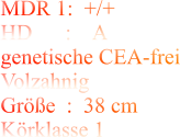 MDR 1:  +/+ HD      :    A genetische CEA-frei Volzahnig Größe  :  38 cm Körklasse 1