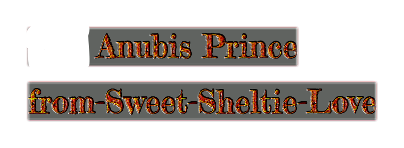 Anubis Prince   from-Sweet-Sheltie-Love