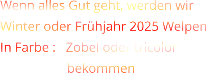 Wenn alles Gut geht, werden wir  Winter oder Frühjahr 2025 Welpen   In Farbe :   Zobel oder tricolor                     bekommen
