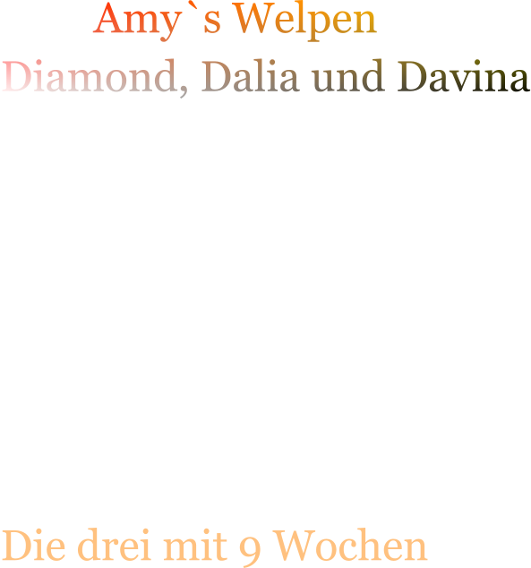 Amy`s Welpen  Diamond, Dalia und Davina        Die drei mit 9 Wochen